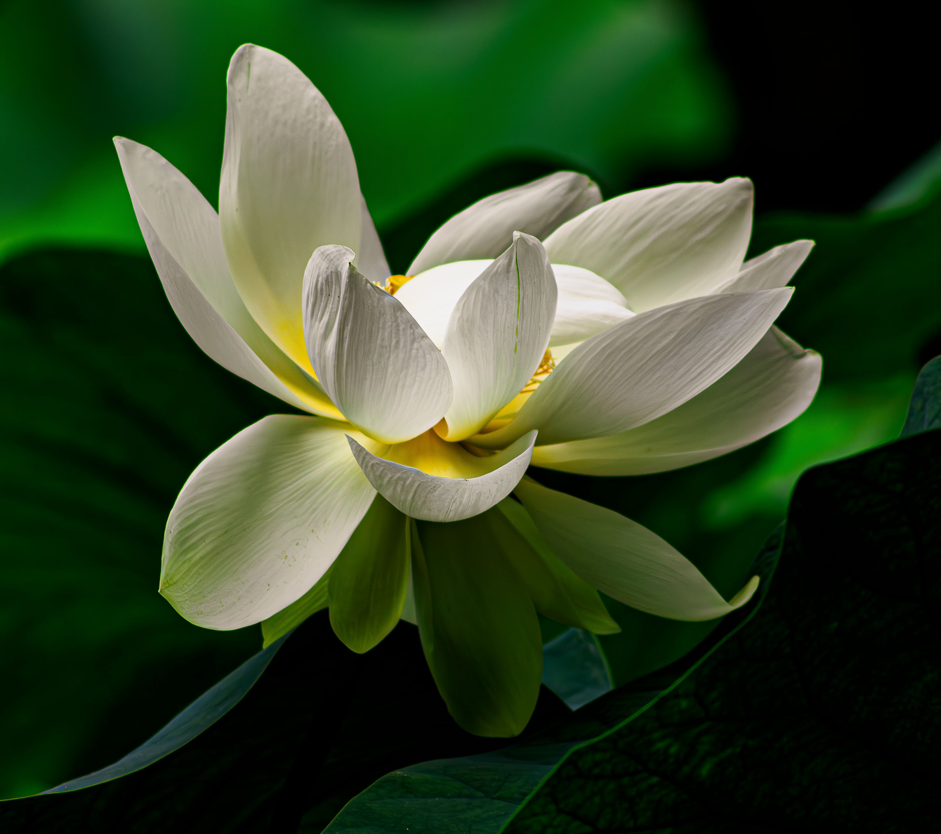 Fleur de Lotus Rose